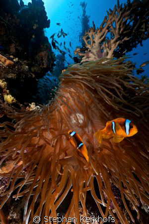 magnificent anemone and anemonefishes taken in Ras Mohammed. by Stephan Kerkhofs 