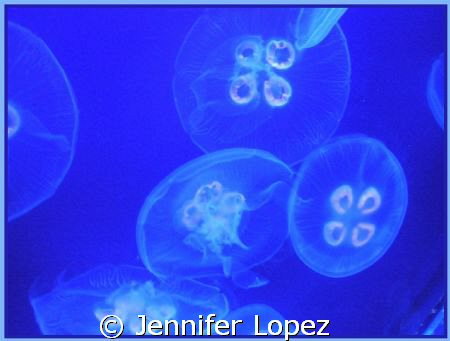 Jiving Jellyfish Bloom by Jennifer Lopez 