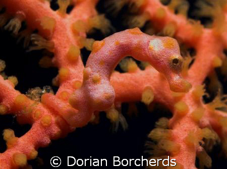 Orange Hippocampus Denise by Dorian Borcherds 