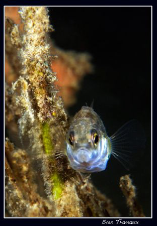 looking at me?? A three-spined stickleback (Gasterosteus ... by Sven Tramaux 