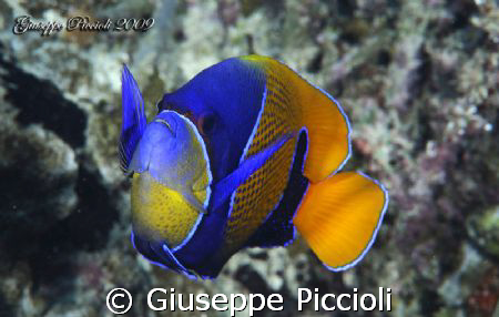 Blue-girdled angelfish by Giuseppe Piccioli 