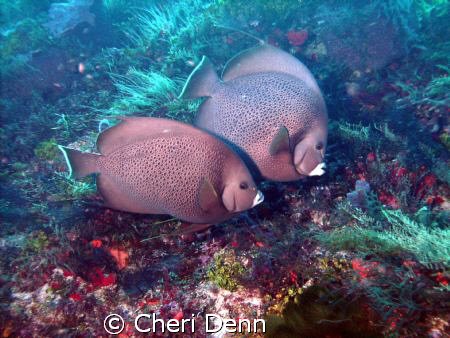 This is one of my favorites.  It was taken with a SeaLife... by Cheri Denn 