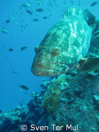big grouper by Sven Ter Mul 