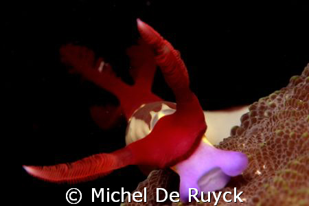 Close up, Nembrotha Chamberlaini by Michel De Ruyck 