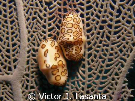 two in love flamingo tongue at v.j.levels dive site in pa... by Victor J. Lasanta 