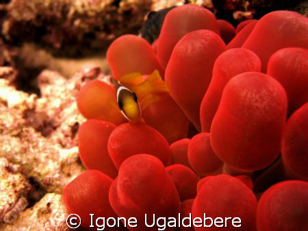 baby clown fish on red anemone by Igone Ugaldebere 