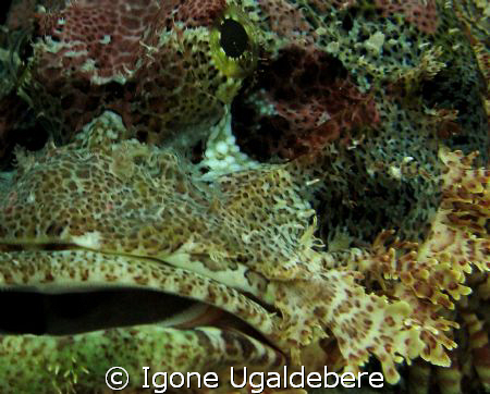 scorpion fish close up. by Igone Ugaldebere 