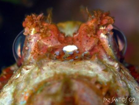 Scorpionfish eyes by Paz Maria De Vera-Santos 