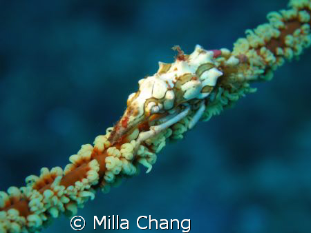Whip coral (1.5 cm) in Taiwan Kenting
Olympus C-7070 by Milla Chang 