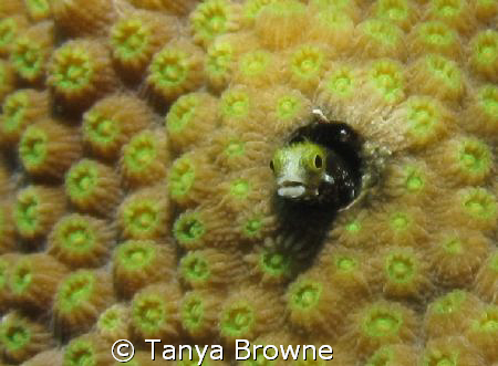 Spinyhead blenny - always so curious. by Tanya Browne 