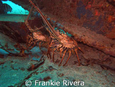 Lobsters @ Crash Boat Pier, Aguadilla Puerto Rico by Frankie Rivera 