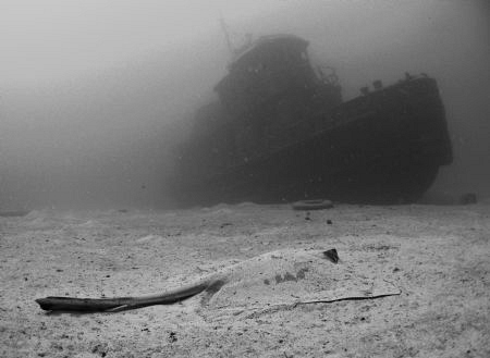 A stingray contemplating the wreck of the Beata in Tortola. by Juan Torres 