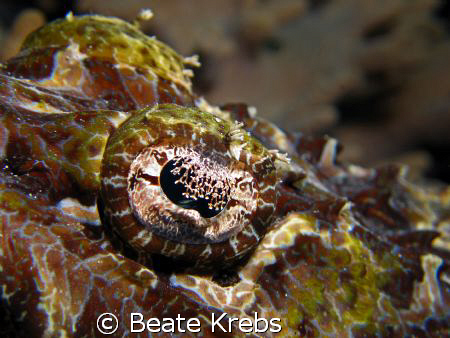 Fisheye, Close up of a Crocodilefish taken at Wakatobi wi... by Beate Krebs 