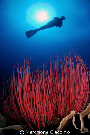 Red garden
Walea ,Tonjan Islands
Nikon D200 ,10,5 mm,tw... by Marchione Giacomo 
