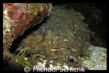 Toadfish of Roatan.  Kinda looks like an old girlfriend o... by Michael Schlenk 