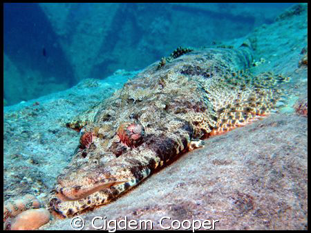 Crocodile fish on Thistlegorm by Cigdem Cooper 