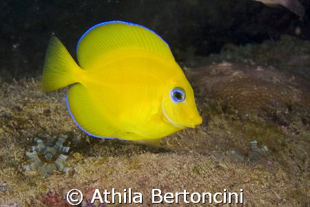 A young "Blue" tang surgeonfish (Acanthurus coeruleus) al... by Athila Bertoncini 