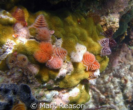Christmas tree worms taken in the waters off St. John, US... by Mark Reasor 