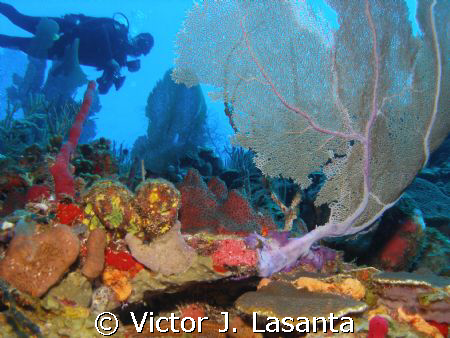 at the edge of the wall in v.j.levels dive site at pargue... by Victor J. Lasanta 