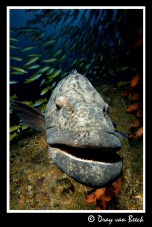 "BIGMOUTH" grouper. by Dray Van Beeck 