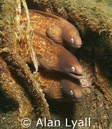 White eyed moray eels - Canon EOS350D; EF-S 18-55mm (set ... by Alan Lyall 