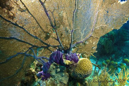 Gorgonian Sea Fan-Bonaire by Richard Goluch 
