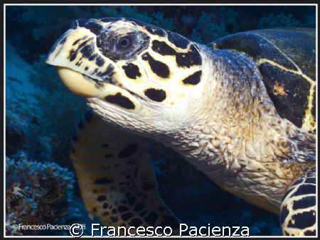 Green Turtle. Portrait. Nikon D60 in Easydive housing and... by Francesco Pacienza 