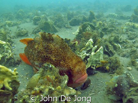 Cyclopterus lumpus male. In his neigbourhood we found his... by John De Jong 