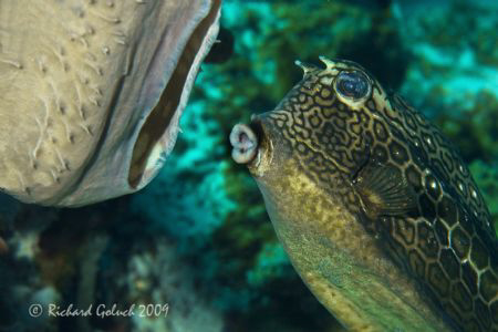 Honeycomb Cowfish feeding on the sponge-Bonaire by Richard Goluch 