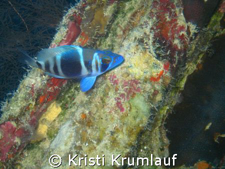 Cool blue fish (dont know) against a rainbow of colors i ... by Kristi Krumlauf 