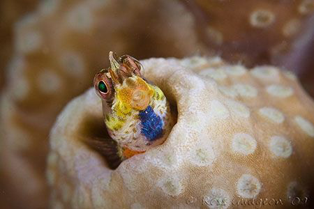 Tiny blenny less than 20mm long.  Ningaloo Reef, Western ... by Ross Gudgeon 