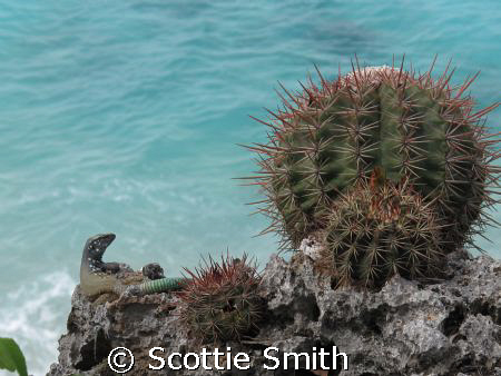 Taken at 1000 Steps in Bonaire using Canon G10 by Scottie Smith 