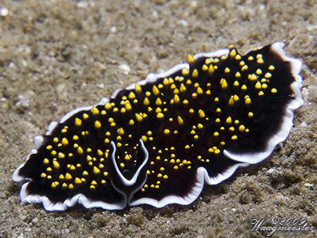 Thysanozoon sp. Flatworm facing the camera - Sanur, Bali ... by Marco Waagmeester 