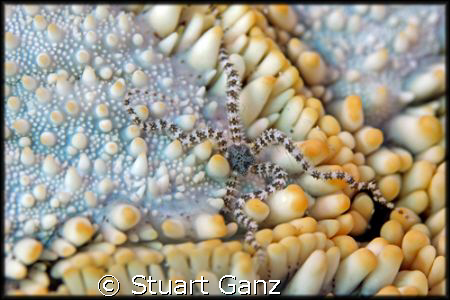 I found a little brittle star on the bottom of this pin c... by Stuart Ganz 