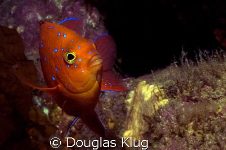 Showing His Spots

A juvenile Garibaldi displays neon b... by Douglas Klug 