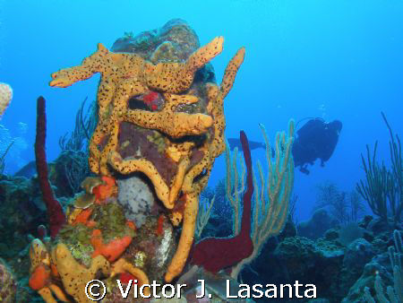 variety of sponges in the old buoy dive site at parguera ... by Victor J. Lasanta 