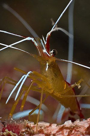 Cleaner shrimp.  Ningaloo Reef, Western Australia.  Canon... by Ross Gudgeon 