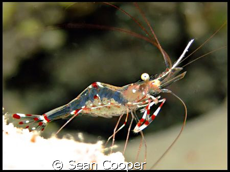 Cave cleaner shrimp. by Sean Cooper 