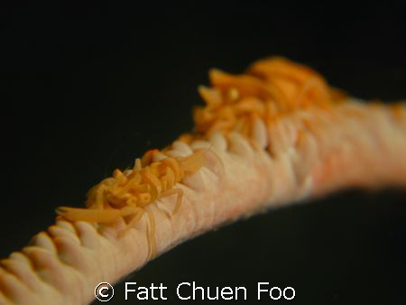 Look out behind you! Whip Coral Shrimps, Anilao, Philippi... by Fatt Chuen Foo 