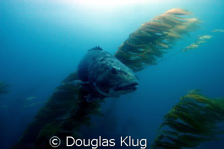 The Magestic One.
Black Sea Bass (or Giant Sea Bass) at ... by Douglas Klug 