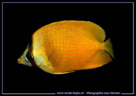A Common Reef Butterflyfish... Que du Bonheur... :O)... by Michel Lonfat 