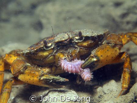 Eathing Crab. It looks like he loves worms..... by John De Jong 