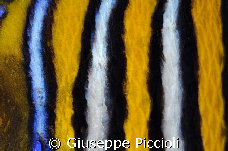 Bars&stripes by Giuseppe Piccioli 