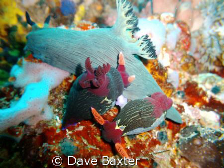 naughty nudis doing it whilst another is watching on !!!! by Dave Baxter 