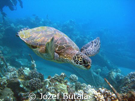 ...in motion,green sea turtle,pic taken with camcorder by Jozef Butala 
