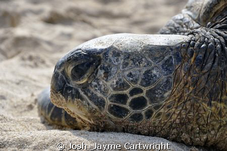 Gorgeous Sea Turtle out posing for me. by Josh & Jayme Cartwright 