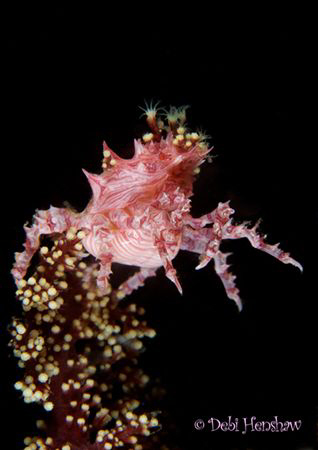 "Dancing Queen" Soft Coral Crab just dancing for me! No C... by Debi Henshaw 