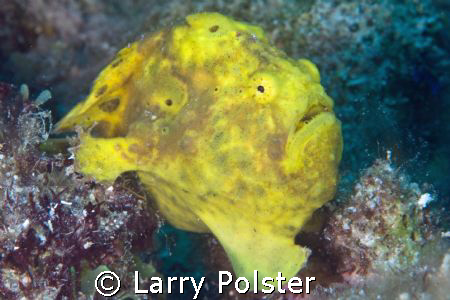 Froggy on the move, Bonaire, D300, 105VR by Larry Polster 