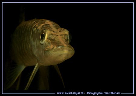 Face to face with this beautiful young Pike Fish in one o... by Michel Lonfat 