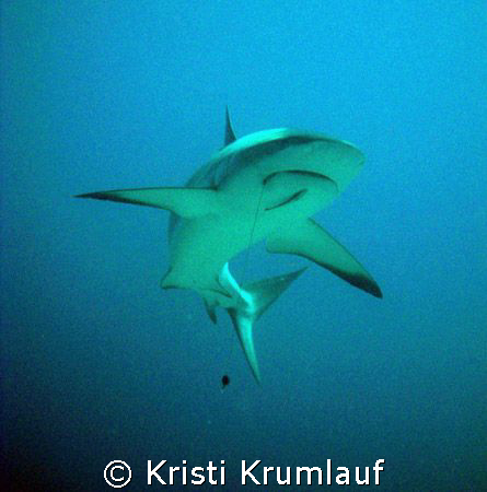 Caribbean Reef shark with hook in mouth and cleaner along... by Kristi Krumlauf 
